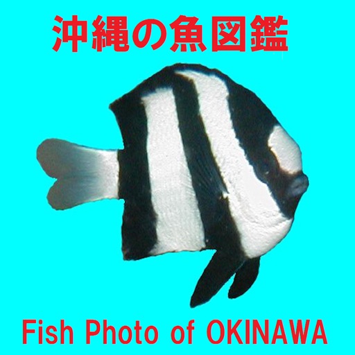 沖縄の魚図鑑