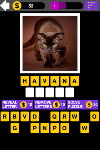 Domestic Cat Breed Quiz Maestro screenshot 4