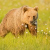 Brown Bear Wallpapers HD- Quotes and Art Pictures