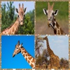 Free Giraffe Same