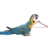 Blue and Gold Macaw