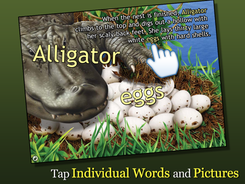 Alligator at Saw Grass Road - Smithsonian's - náhled