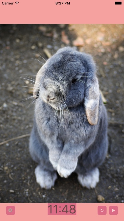 Bunny Timer PLUS: Cute Rabbit Photos Every Second!