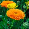 Calendula Guide-Benefits and Uses