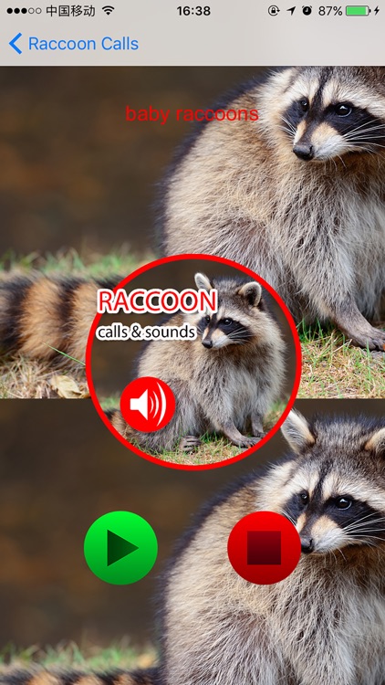 Raccoon Real Hunting Calls & Sounds