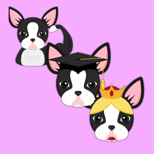 Boston Terrier - Brawn Brains Beauty