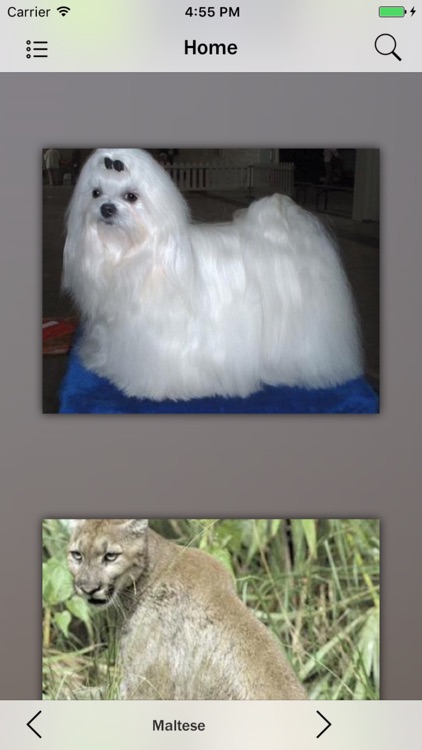 Animals Collection Pro