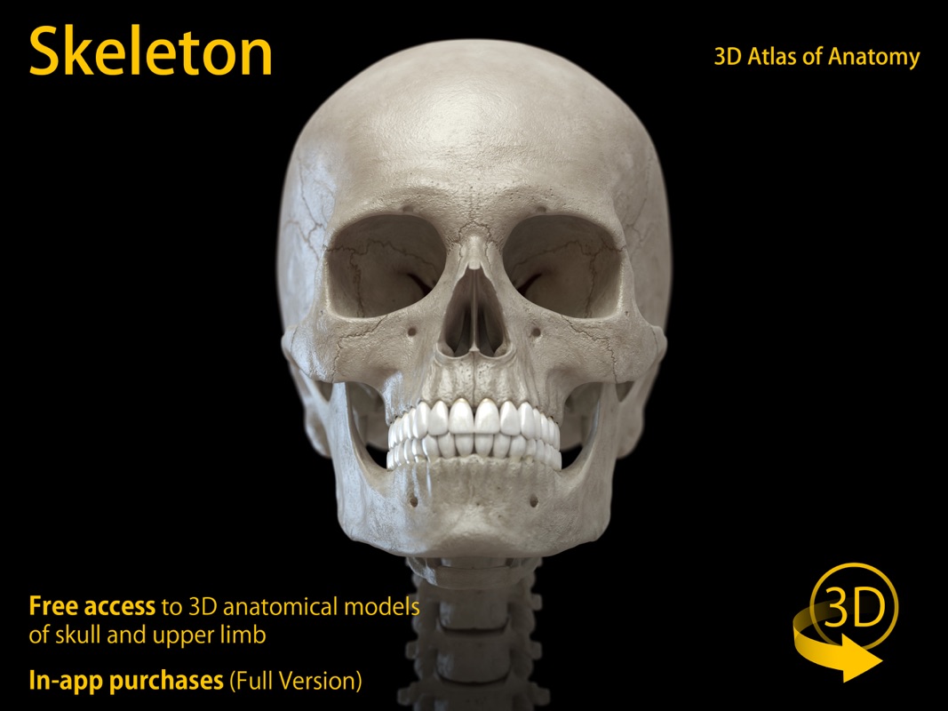 Skeleton 3D Anatomy - Online Game Hack and Cheat | Gehack.com