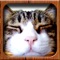 Icon Cat Photo