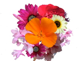 A collection of bright and colourful flowers for messages
