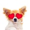 Send Cute Chihuahua stickers to your friends and family 