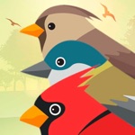 Tuyên bố Birds PRO