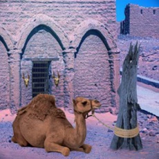 Activities of Escape Game Desert Camel