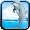 Racing Dolphin Show