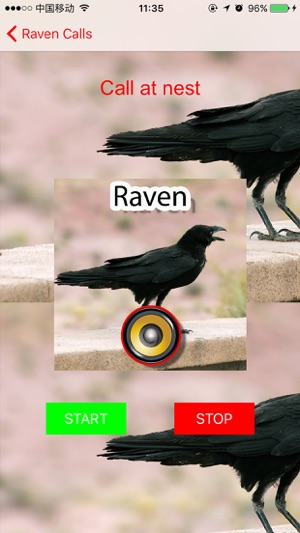 Real Raven Hunting Calls & Sounds(圖1)-速報App