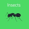 Insects Flashcard for babies and preschool