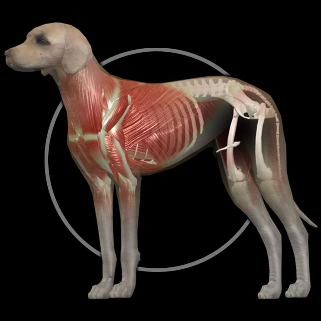 Get Dog Anatomy: Canine 3D for iOS, iPhone, iPad Aso Report