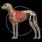 App Icon for Dog Anatomy: Canine 3D App in United States App Store