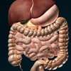 ORGANS 3D (ANATOMY)