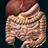 3D Órgão (anatomia) - Victor Gonzalez Galvan