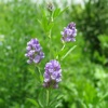 Alfalfa Herb Guide-Healthy Uses