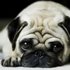 Dog Wallpaper & Background Top HD Cool 10000+