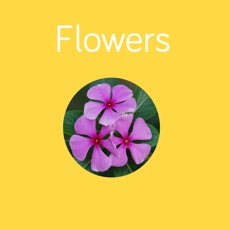 Activities of Flowers Flashcard for babies and preschool