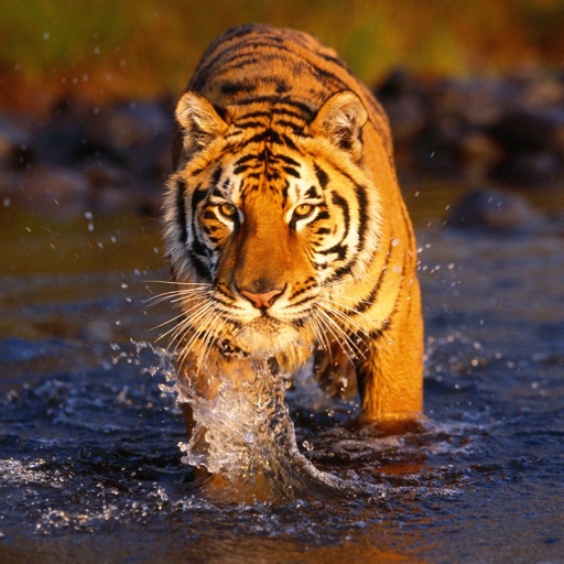 Tiger Wallpapers - Best Animal Background by J. N.