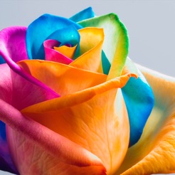 flower wallpapers floral flower