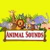 Animal Sounds For Babies | learn and entertain