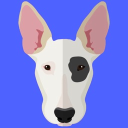 My Bull Terrier