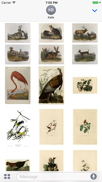 Audubon Artworks Stickers