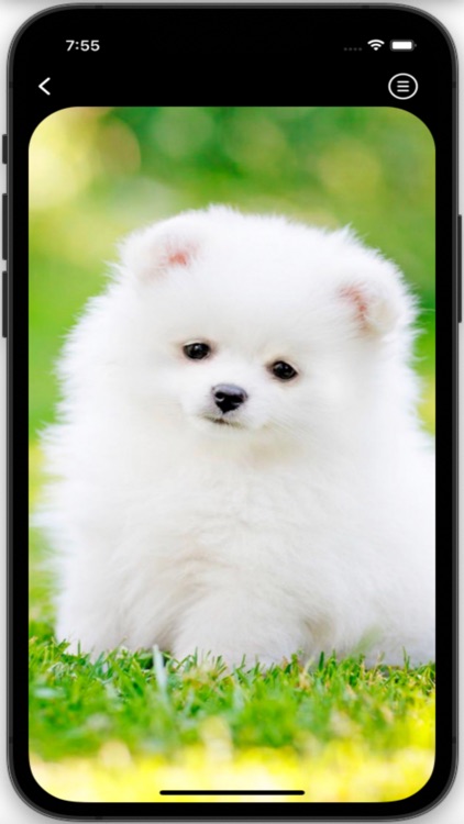 Dog Wallpapers HD Pro screenshot-4