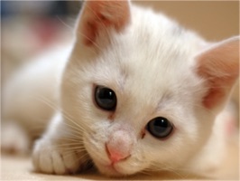Stickers of cats with Chinese words