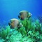 Underwater HD Wallpapers is a collection of beautiful Under the water Wallpapers Beautiful Sea Animals And Views
