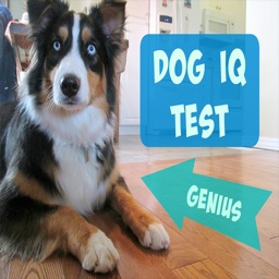 Guide for Dog Breeds IQ Test