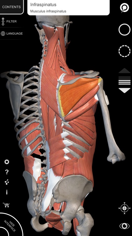 Muscle | Skeleton - 3D Atlas of Anatomy screenshot-4