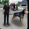 Police Dog Simulator 2017 is a police dog simulator 3D game that has an extremely hostile conflict between casual bad guys hardened criminals, escaped convicts and police