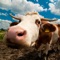 Get a virtual farm in your pocket