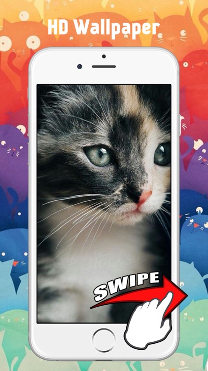 Cute Kitten Cat Wallpapers & Backgrounds