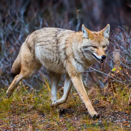 100+ Coyote Hunting Calls - Predator Sounds Cheats