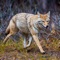 Icon 100+ Coyote Hunting Calls - Predator Sounds