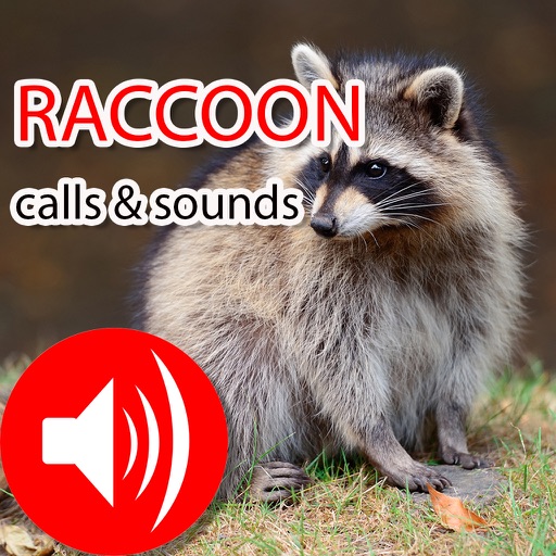 Raccoon Real Hunting Calls & Sounds icon