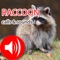 Want REAL Raccoon calls & sounds