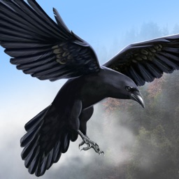 Flying Crow Bird Simulator