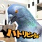 リビングで鳩が豆を食べている姿を見たいと思ったことはありませんか？