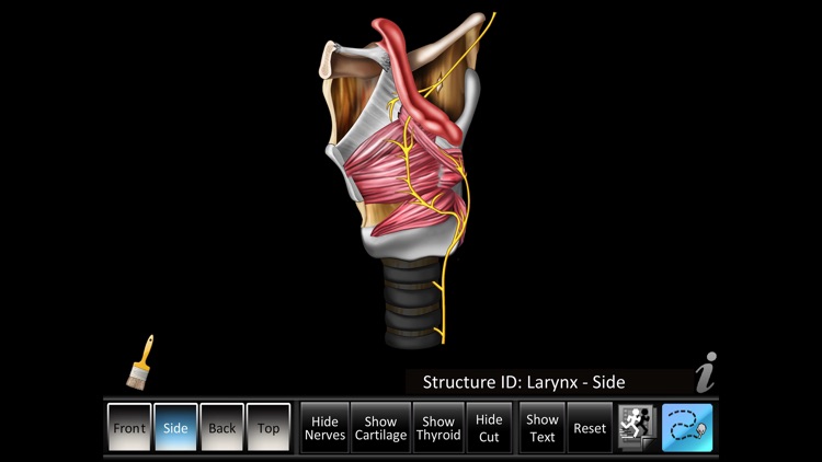 Larynx ID