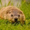 Groundhog Wallpapers HD- Quotes and Art