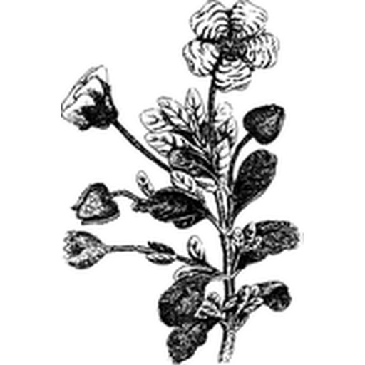 Flower Black and White Sticker Pack icon