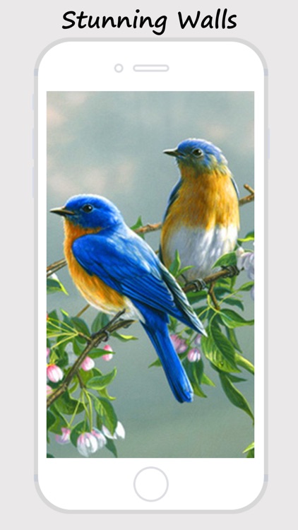 Cute Lovely Little Birds Photos & Wallpapers screenshot-3